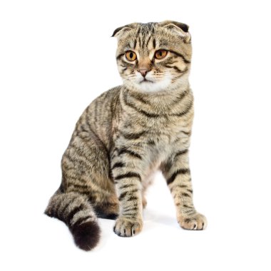 Genç İskoç Fold kedi