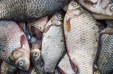 Taze balık. Havuz (nehir sazan)