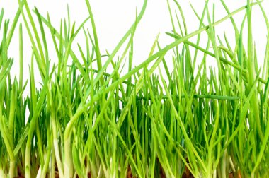 yeşil soğan yaprağı