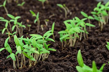 Domates fidesi bir yatakta