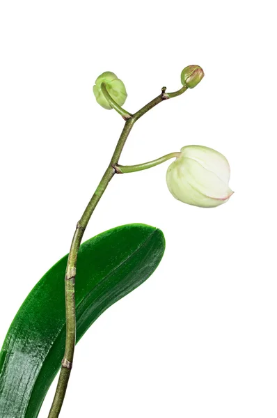 Orchid buds isolated on white — Stock Photo, Image