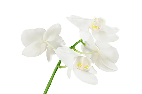 White phalaenopsis orchid flowers isolated on white — Stock Photo, Image