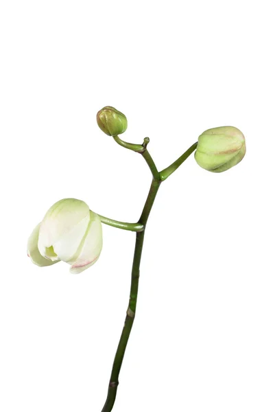 흰색 절연 난초 꽃 봉 오리 — 스톡 사진