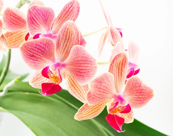 Phalaenopsis orchid flowers — Stock Photo, Image