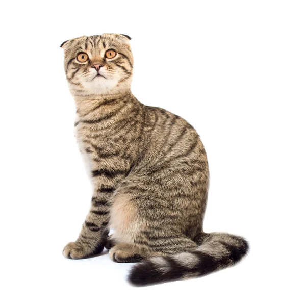 Genç İskoç Fold kedi