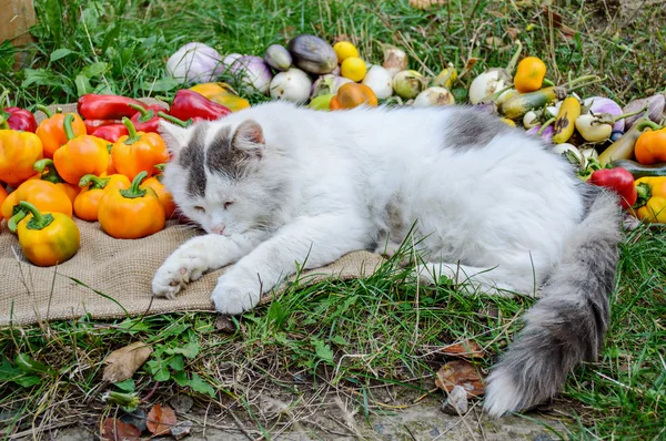 Спящая сельская кошка — стоковое фото