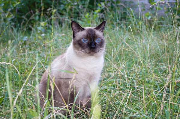 Siamés gato primer plano — Foto de Stock