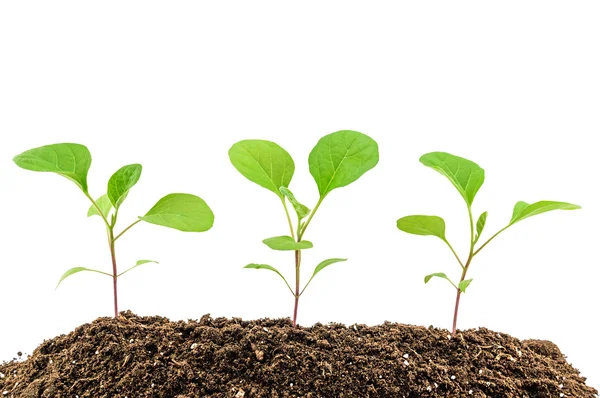 Young aubergine plantor — Stockfoto