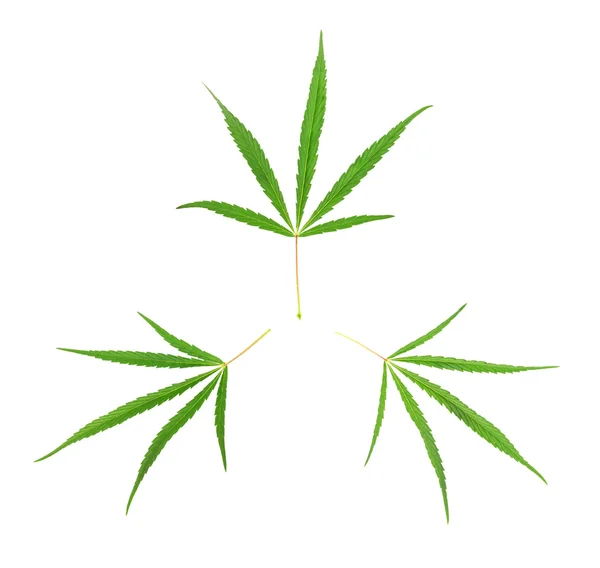 Tre gröna cannabis blad — Stockfoto