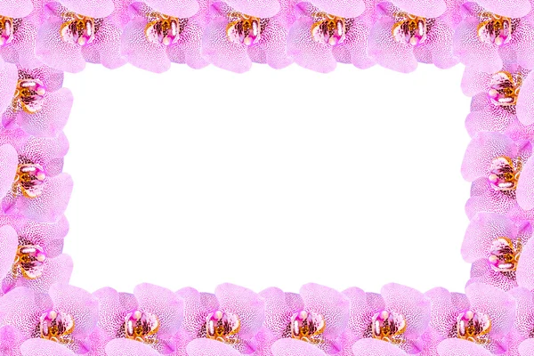 Flower frame from orchids — Stock Photo, Image