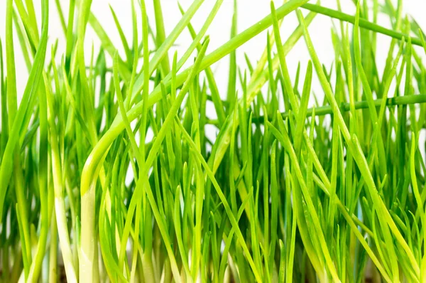 Hojas de cebolla verde — Foto de Stock