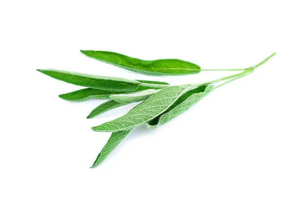 Rama de salvia verde aislada en blanco — Foto de Stock