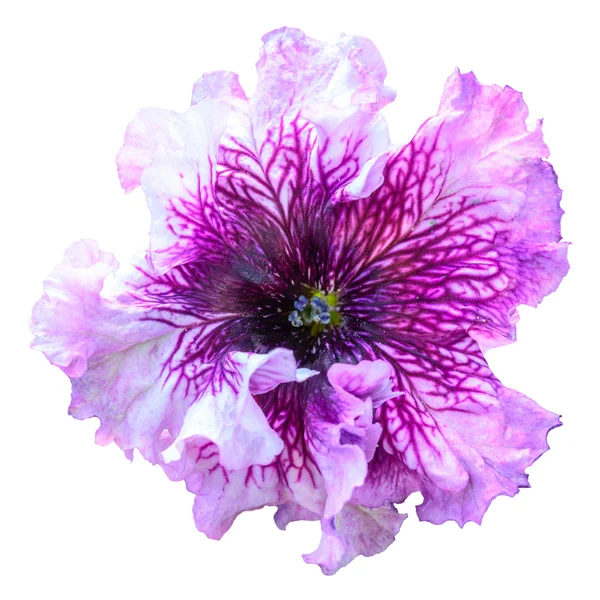 Pink petunia flower isolated on white — Stock Photo, Image