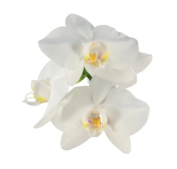 Flores de orquídea phalaenopsis blanca — Foto de Stock