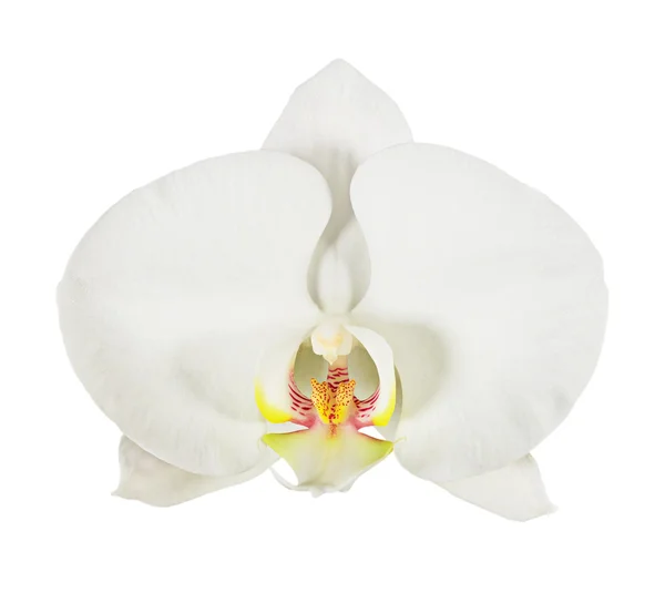 White phalaenopsis orchid flower isolated on white — Stock Photo, Image