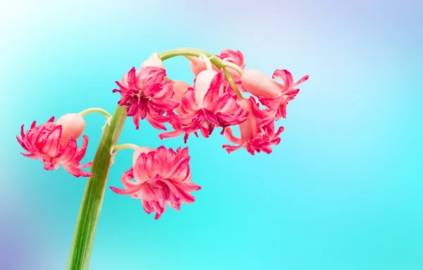 ヒヤシンスの花クローズ アップ — ストック写真