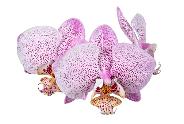 Phalaenopsis orchid flowers — Stock Photo, Image