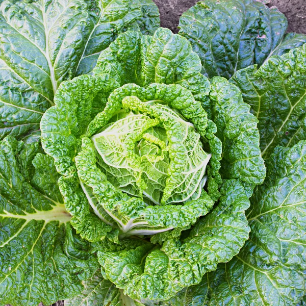 Chinese cabbage on a bed — Stock Photo, Image