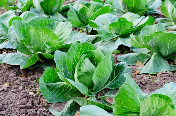 Green cabbage on a bed — Stock Photo, Image