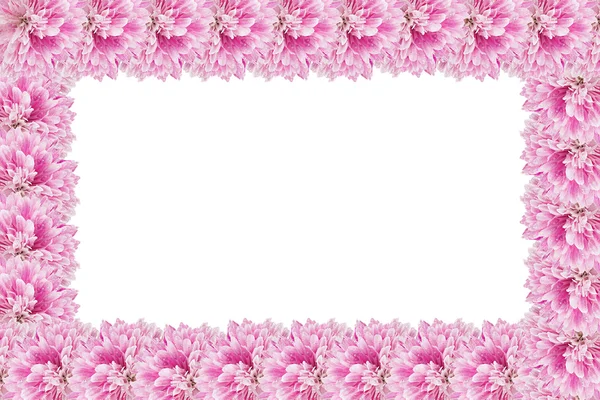 กรอบดอกไม้จากดอกเบญจมาศ — ภาพถ่ายสต็อก