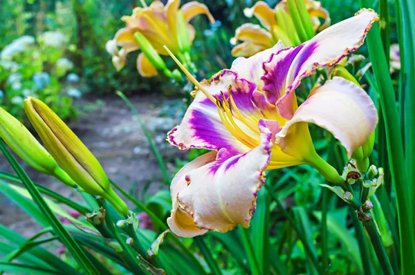 色とりどりの daylilies (キスゲ) — ストック写真