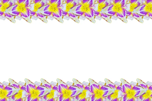 ดอกลิลลี่หลายสี (Hemerocallas) จัดเรียงเป็นแถว — ภาพถ่ายสต็อก
