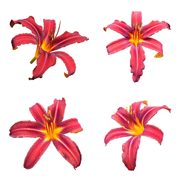 Rote Taglilie (hemerocallis) Blüten — Stockfoto