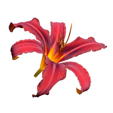 Kırmızı daylily (Hemerocallis)