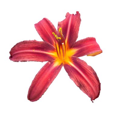 Kırmızı daylily (Hemerocallis)