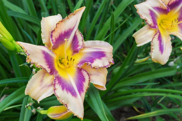 Çok renkli daylilies (Hemerocallis)