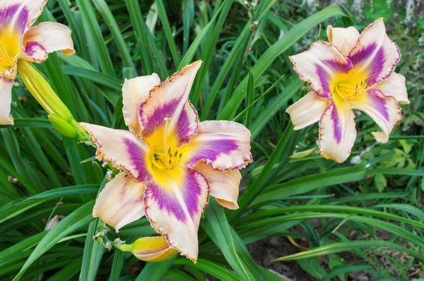 Çok renkli daylilies (Hemerocallis)