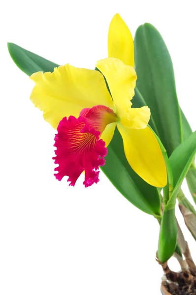 Orchidea Cattleya isolata su fondo bianco — Foto Stock
