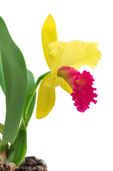 Orchidea Cattleya isolata su fondo bianco — Foto Stock