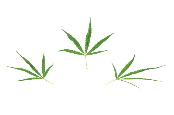 Tres hojas de cannabis verde — Foto de Stock