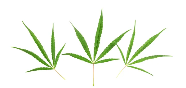 Tres hojas de cannabis verde — Foto de Stock