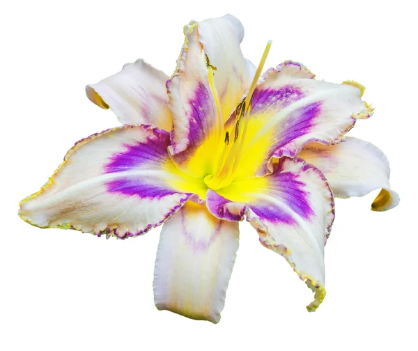 다 색된 옥 잠 화 (Hemerocallis) — 스톡 사진