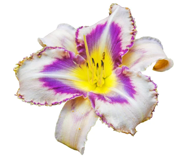 Multicolored daylily (Hemerocallis) — Stock Photo, Image