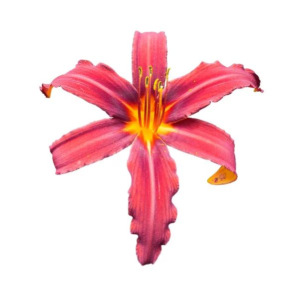 Red daylily (Hemerocallis) — Stock Photo, Image