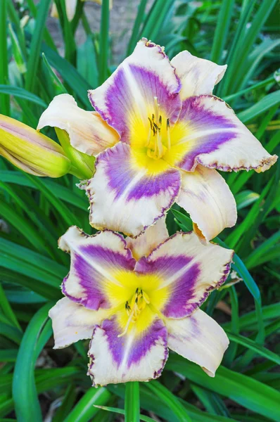 다 색된 옥 잠 화 (Hemerocallis) — 스톡 사진