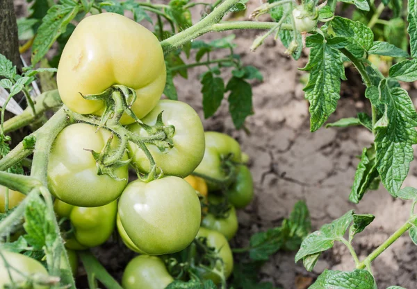 Green tomatoes on a branch — Stock Photo, Image