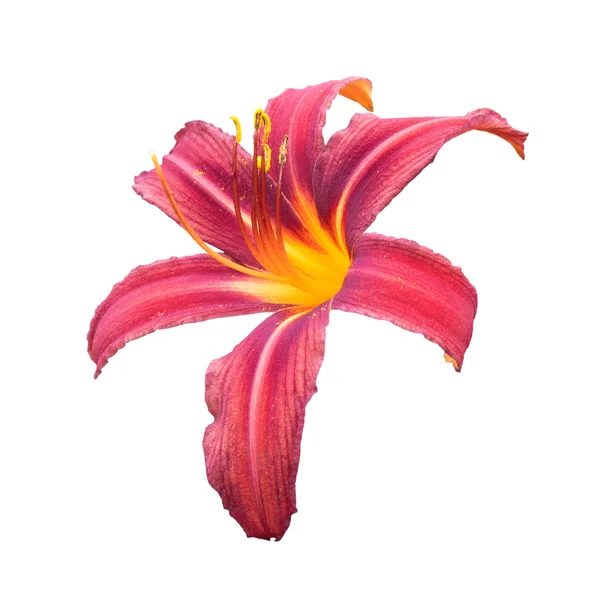 Red daylily (Hemerocallis) — Stock Photo, Image