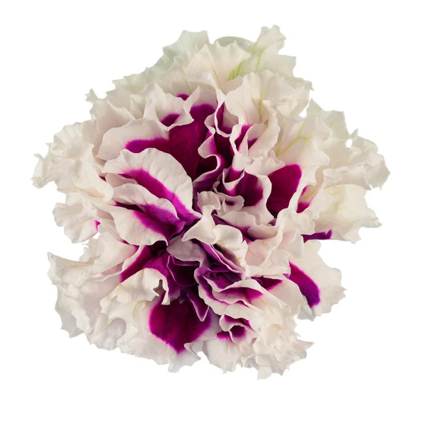 Petunia virág Stock Kép