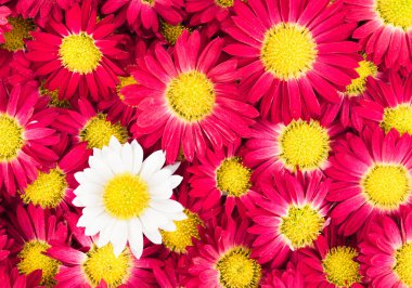 kasımpatı çiçekleri