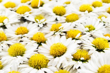 Beyaz kasımpatı çiçekleri yaklaşır