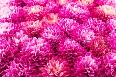 kasımpatı çiçekleri