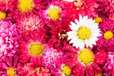 Kasımpatı çiçekleri arka plan