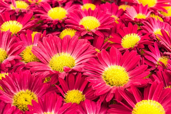 Red chrysanthemums flowers — Stock Photo, Image