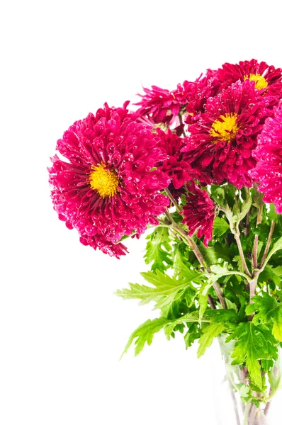 Red chrysanthemums bouquet — Stock Photo, Image