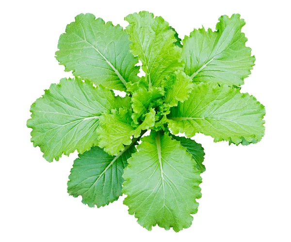 Chinese cabbage — Stock Photo, Image