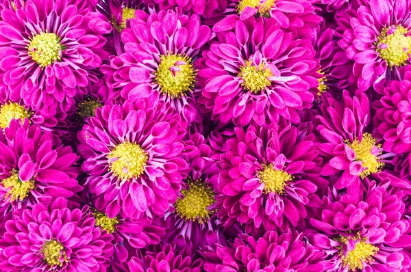 Violet chrysanthemums flowers — Stock Photo, Image